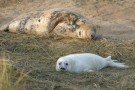 Seal Cow And Pup On Grass